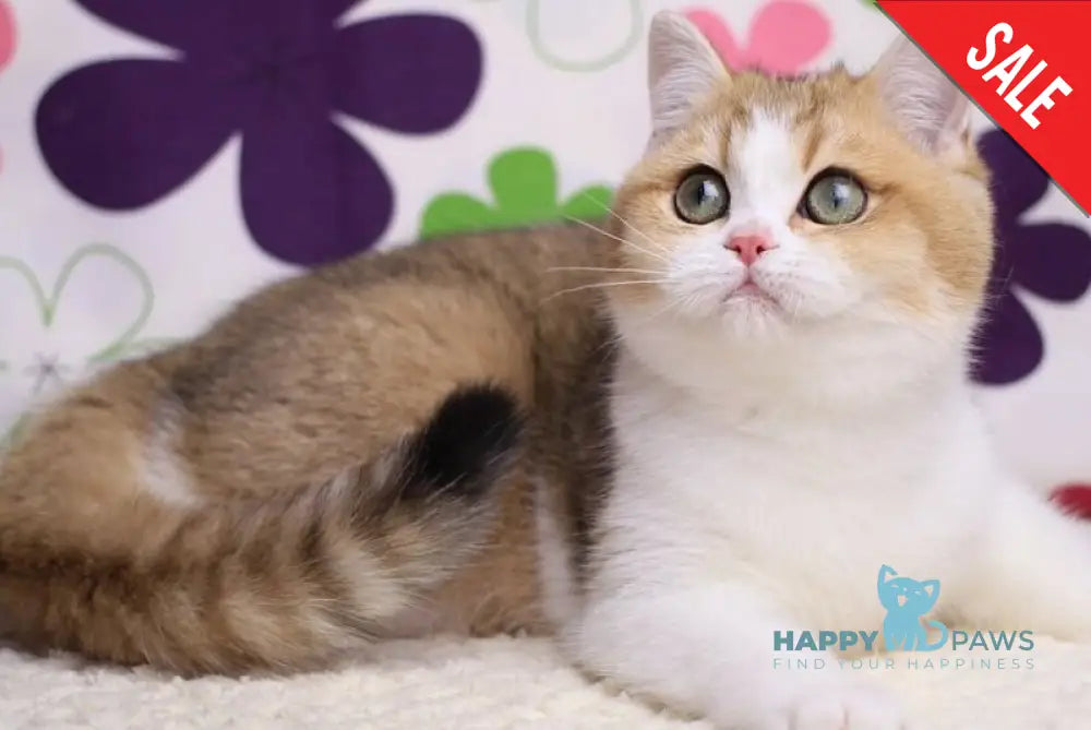 Amina British Shorthair female black golden shaded bicolour live animals