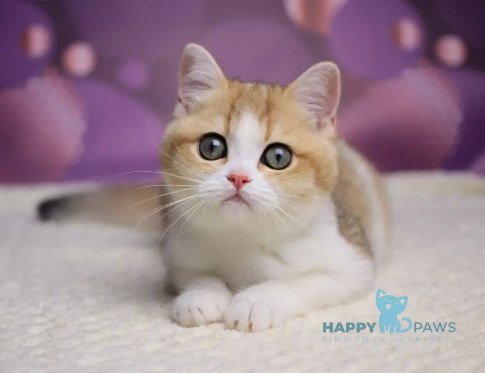 Amina British Shorthair female black golden shaded bicolour live animals