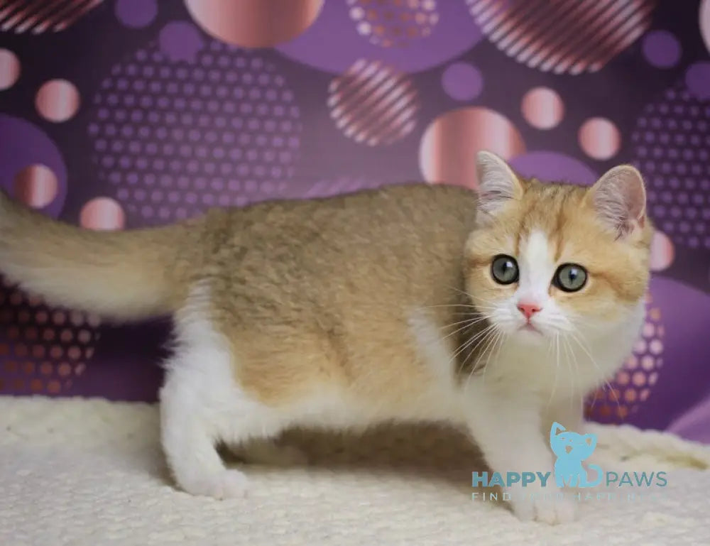 Amina British Shorthair female black golden shaded bicolour live animals