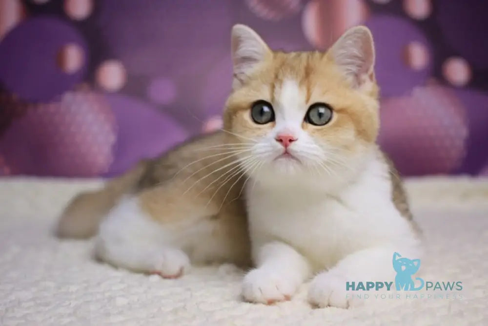 Amina British Shorthair female black golden shaded bicolour live animals