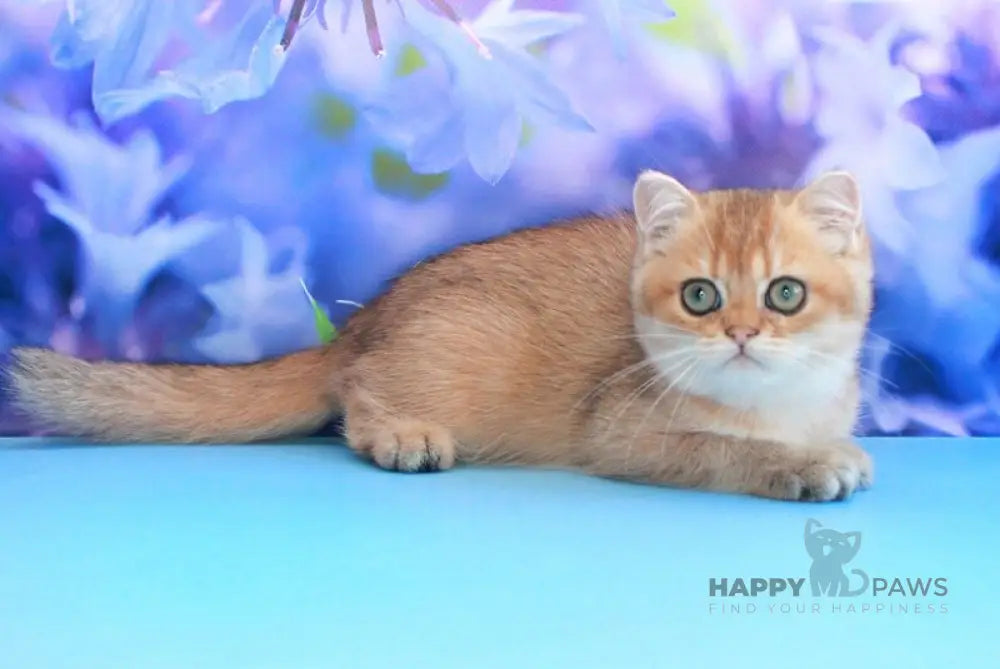 Amina British Shorthair female black golden shaded live animals