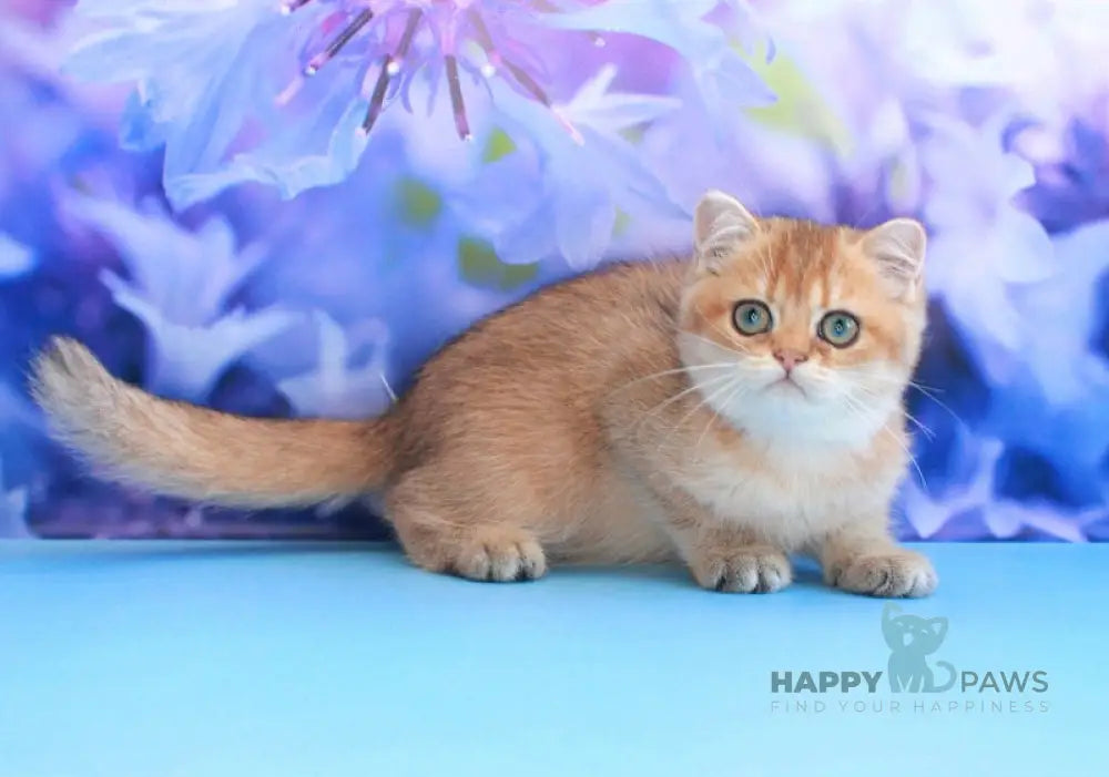 Amina British Shorthair female black golden shaded live animals