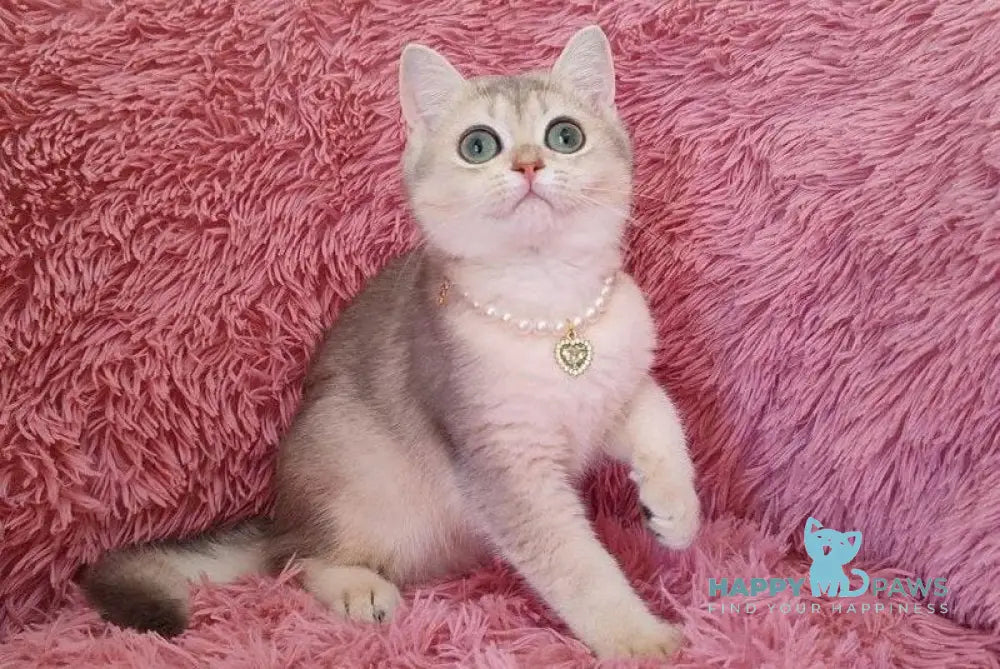 Amina British Shorthair female blue golden chinchilla live animals