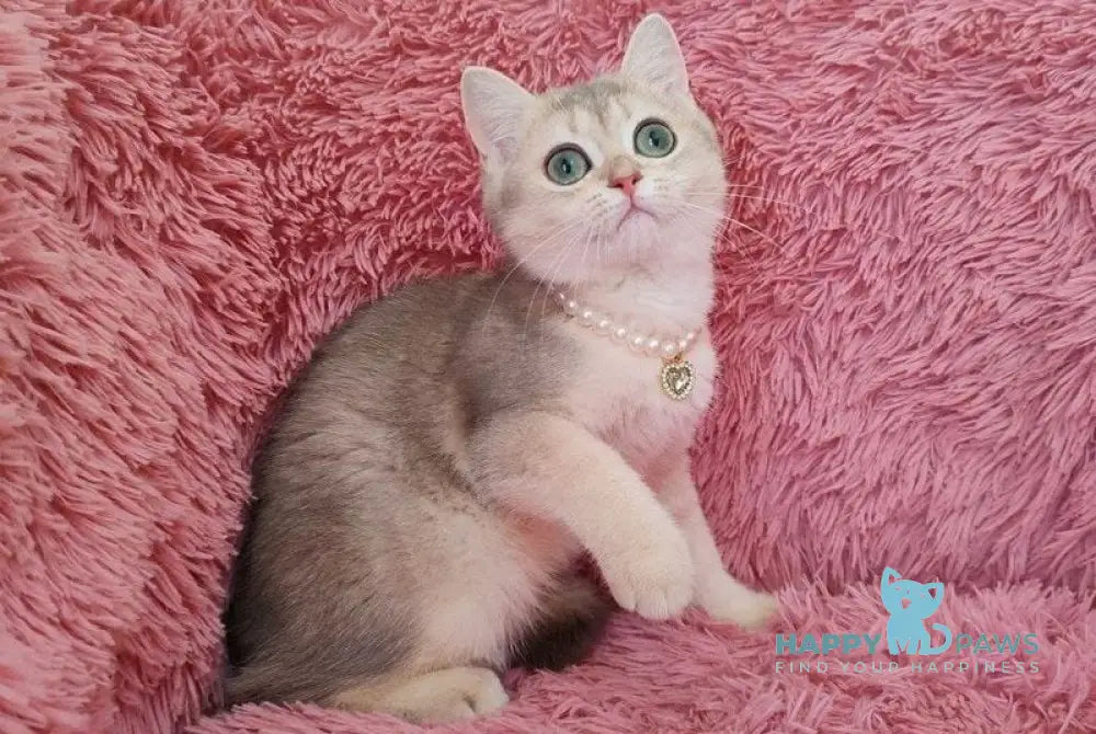 Amina British Shorthair female blue golden chinchilla live animals