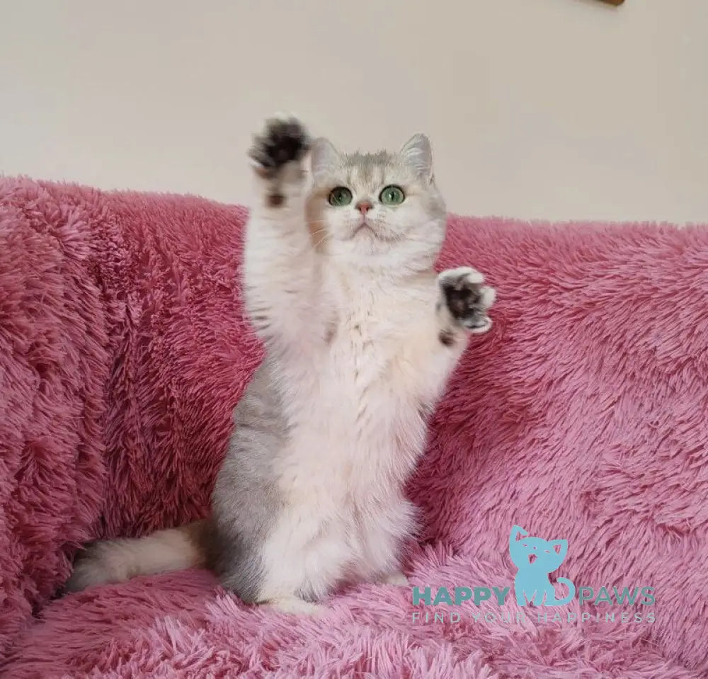 Amina British Shorthair female blue golden chinchilla live animals