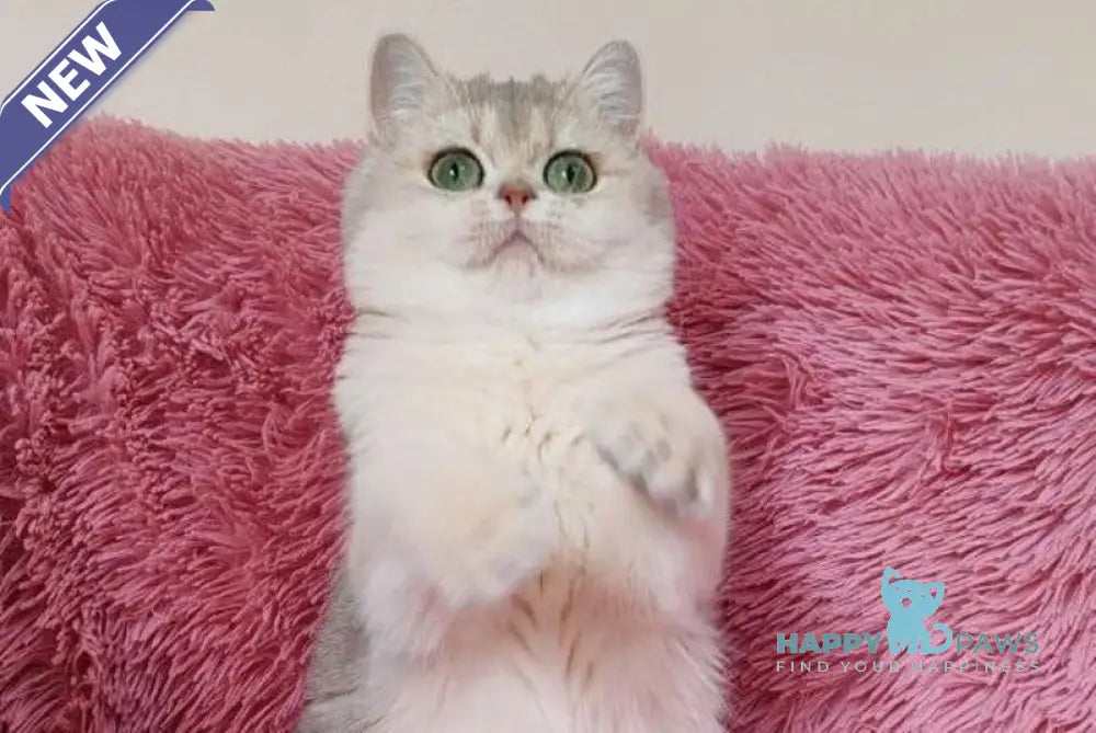 Amina British Shorthair female blue golden chinchilla live animals