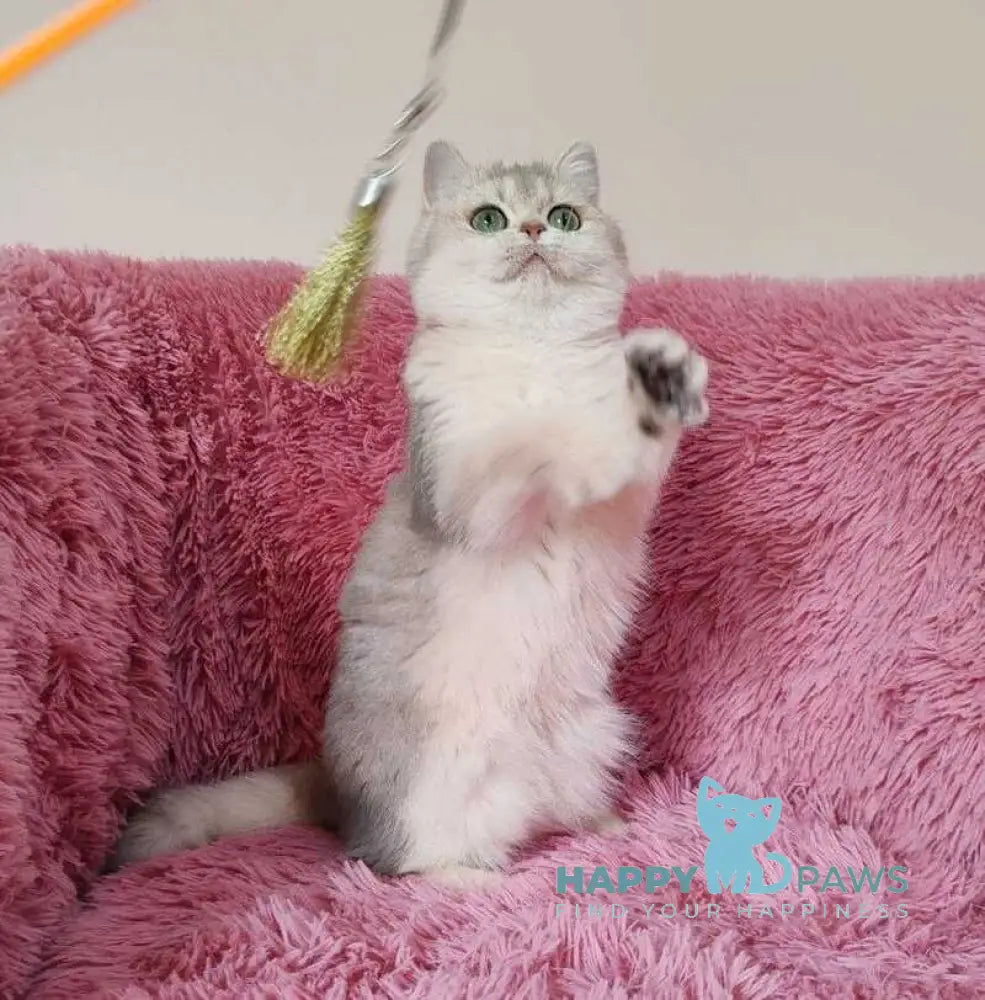 Amina British Shorthair female blue golden chinchilla live animals