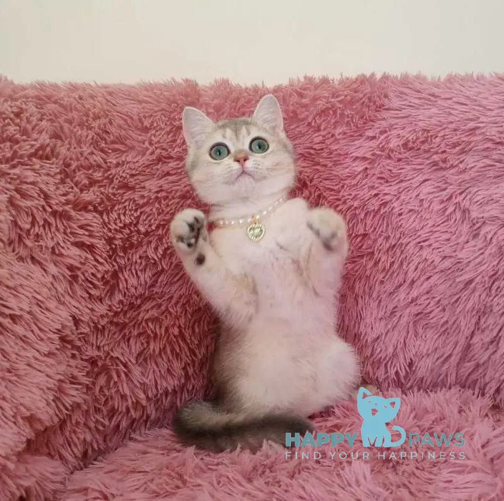 Amina British Shorthair female blue golden chinchilla live animals