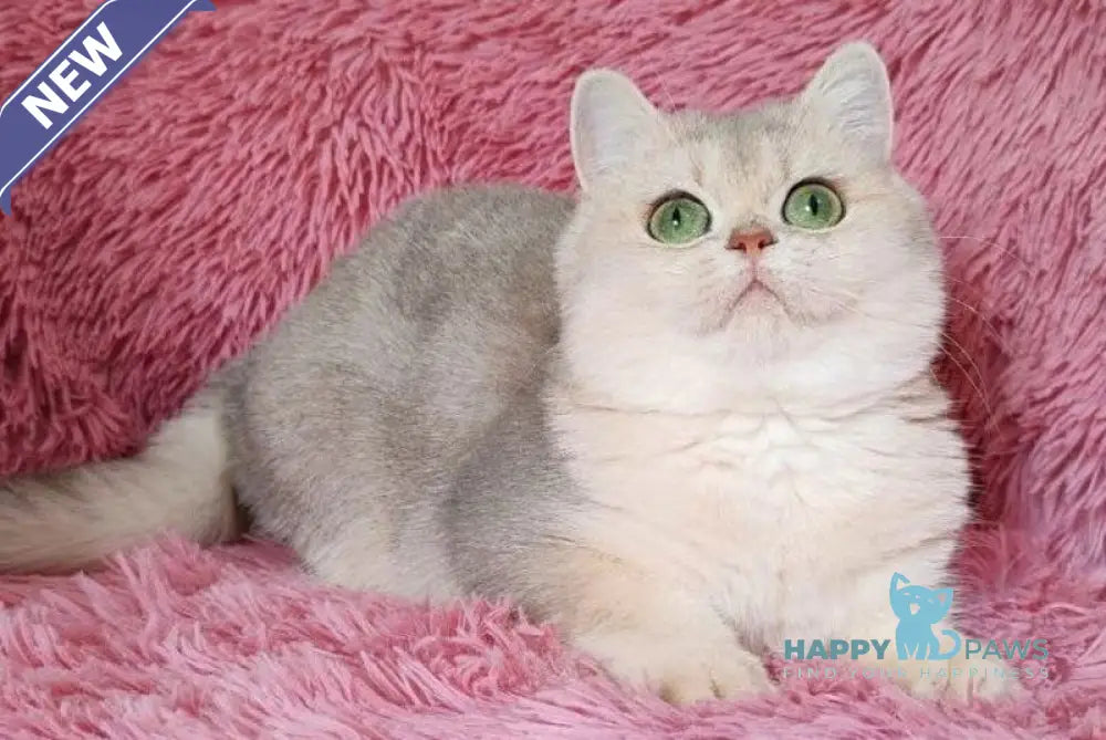 Amina British Shorthair female blue golden chinchilla live animals