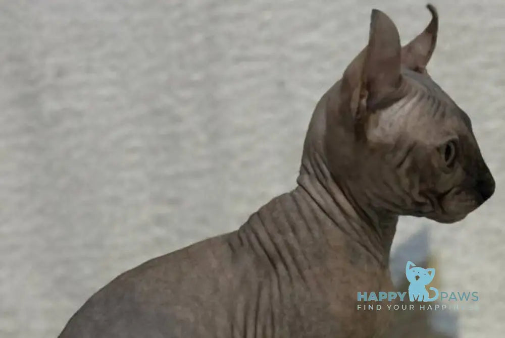 Amina Elf female blue tortie - live animals
