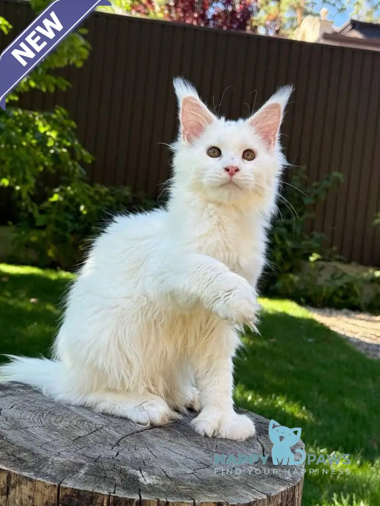 Amina Maine Coon polydactyl female white live animals