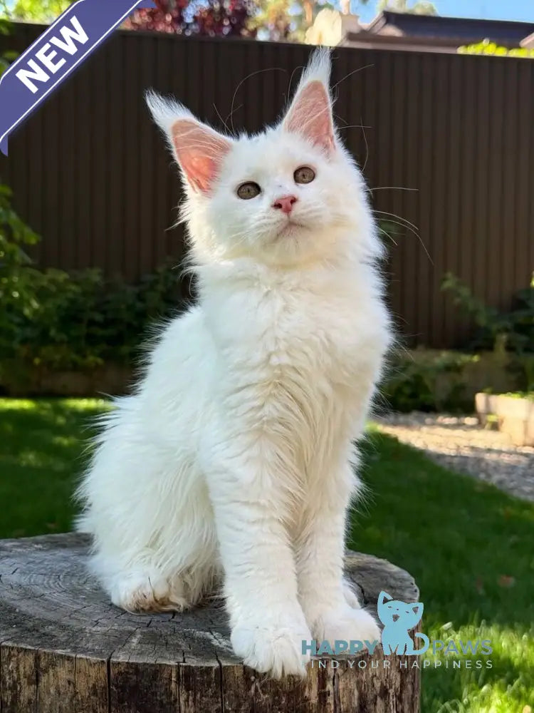 Amina Maine Coon polydactyl female white live animals