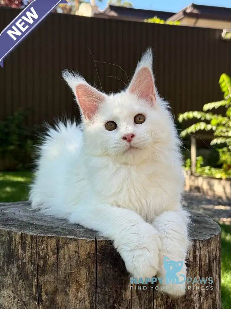 Amina Maine Coon polydactyl female white live animals