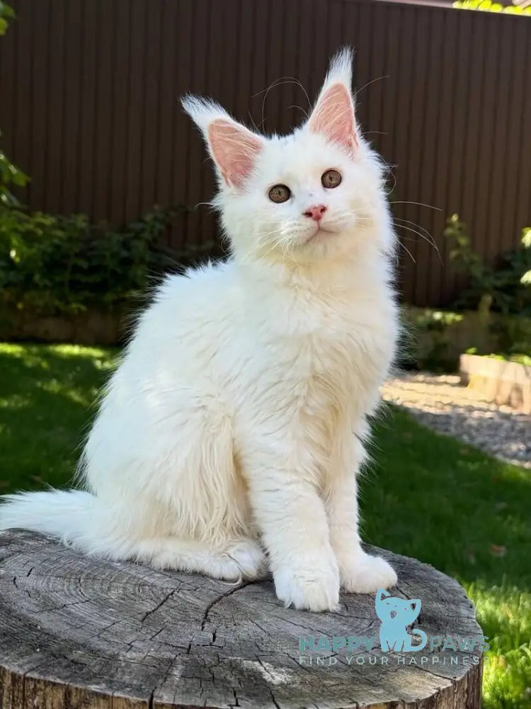 Amina Maine Coon polydactyl female white live animals