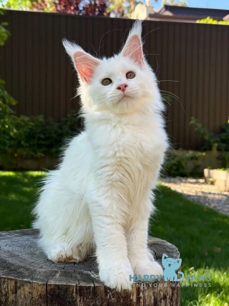 Amina Maine Coon polydactyl female white live animals