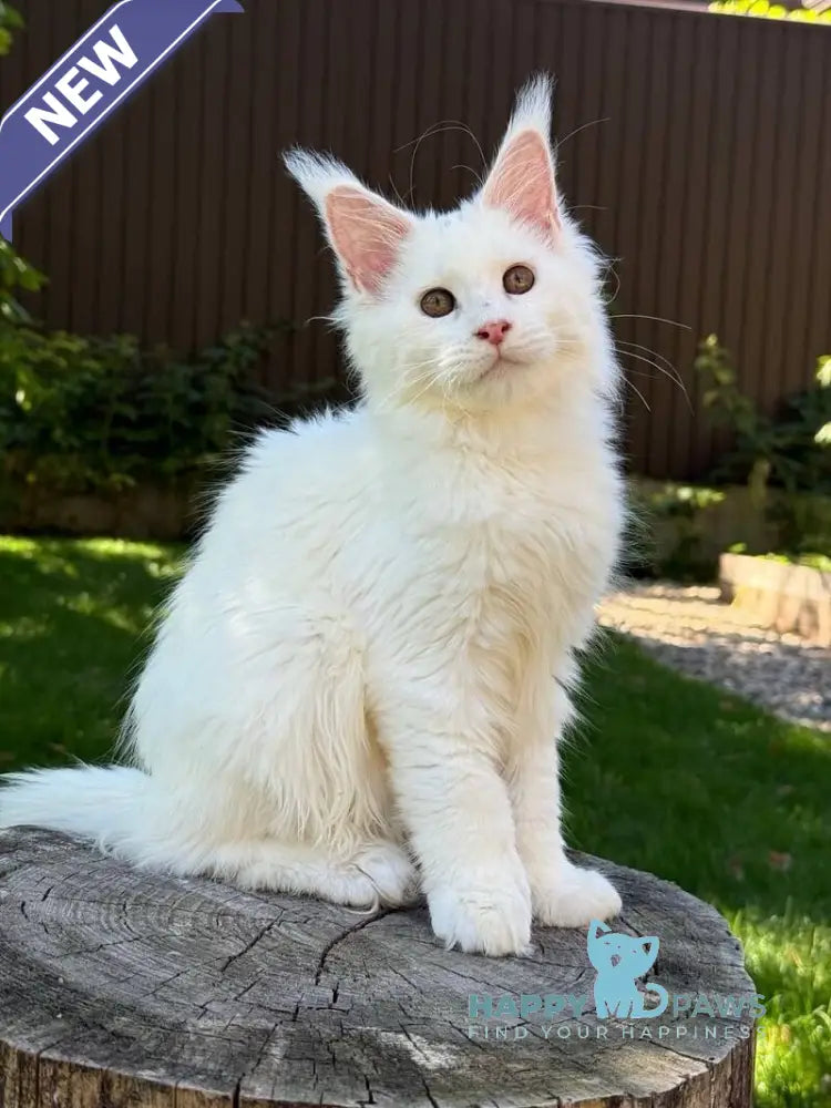 Amina Maine Coon polydactyl female white live animals