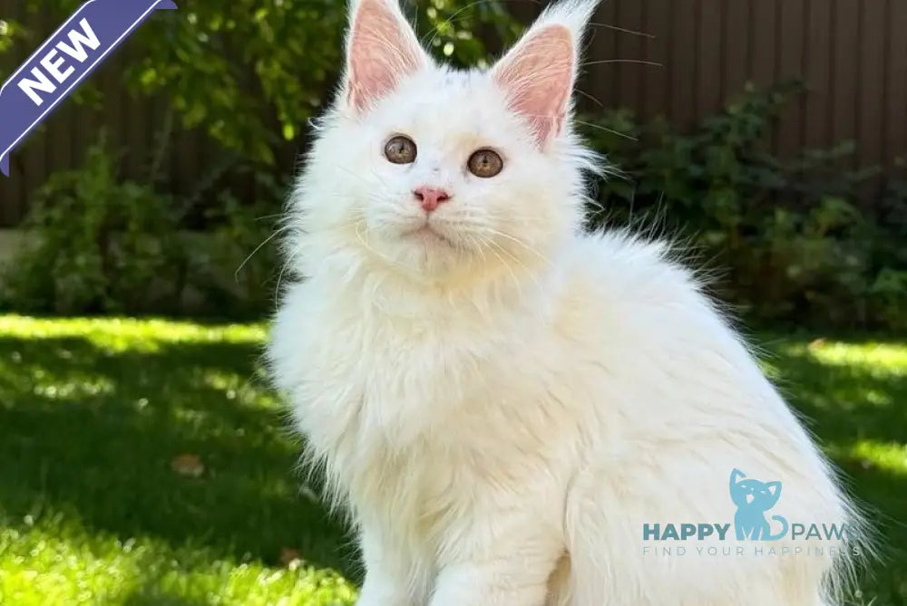 Amina Maine Coon polydactyl female white live animals