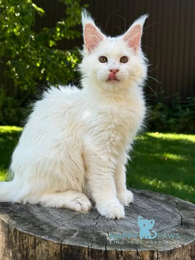 Amina Maine Coon polydactyl female white live animals