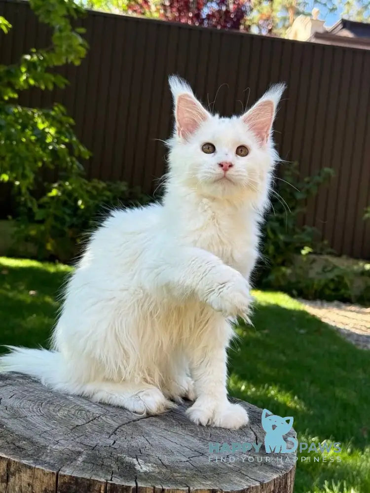 Amina Maine Coon polydactyl female white live animals
