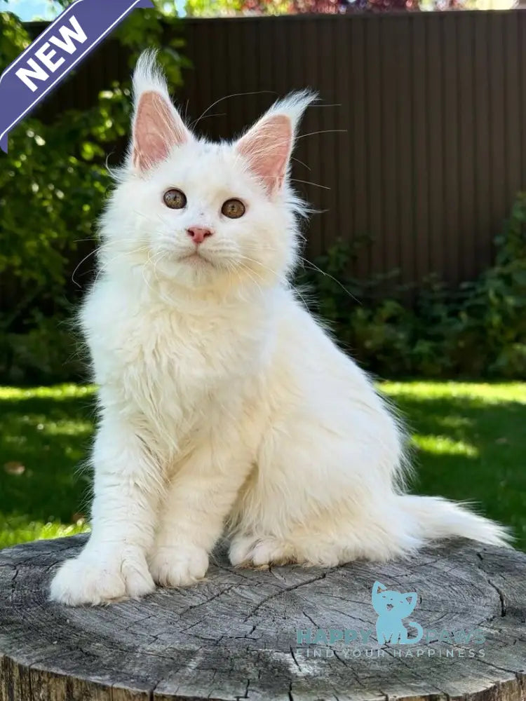 Amina Maine Coon polydactyl female white live animals