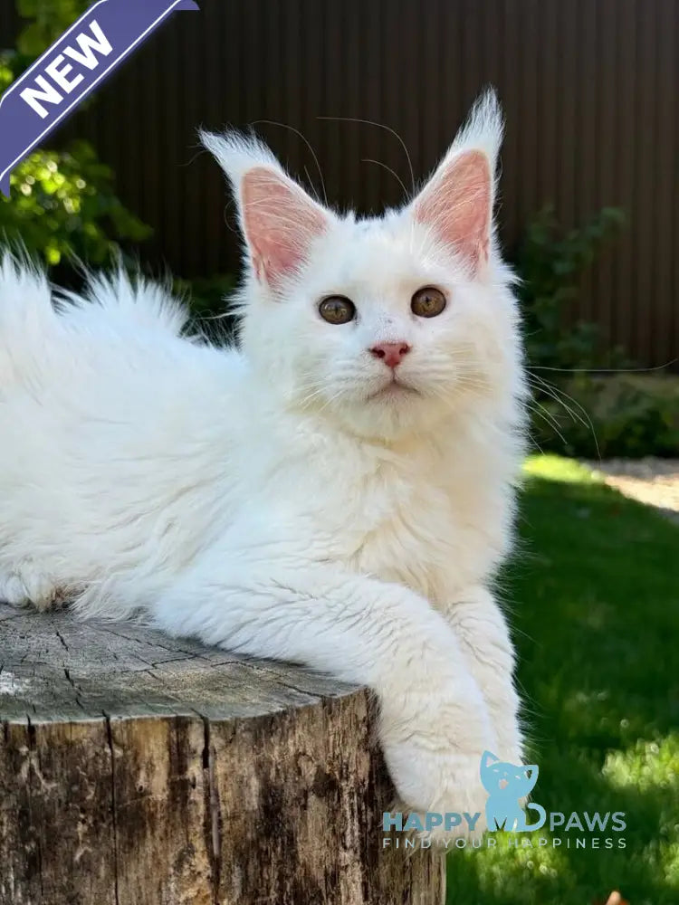 Amina Maine Coon polydactyl female white live animals