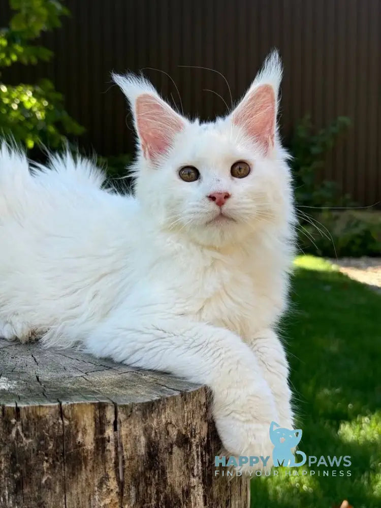 Amina Maine Coon polydactyl female white live animals