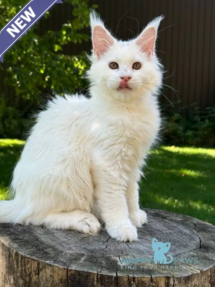 Amina Maine Coon polydactyl female white live animals
