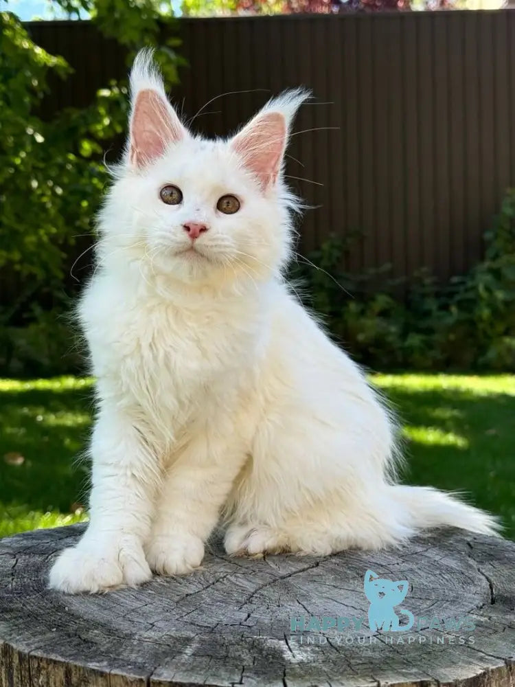 Amina Maine Coon polydactyl female white live animals