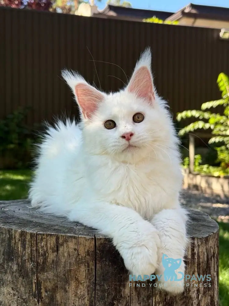 Amina Maine Coon polydactyl female white live animals