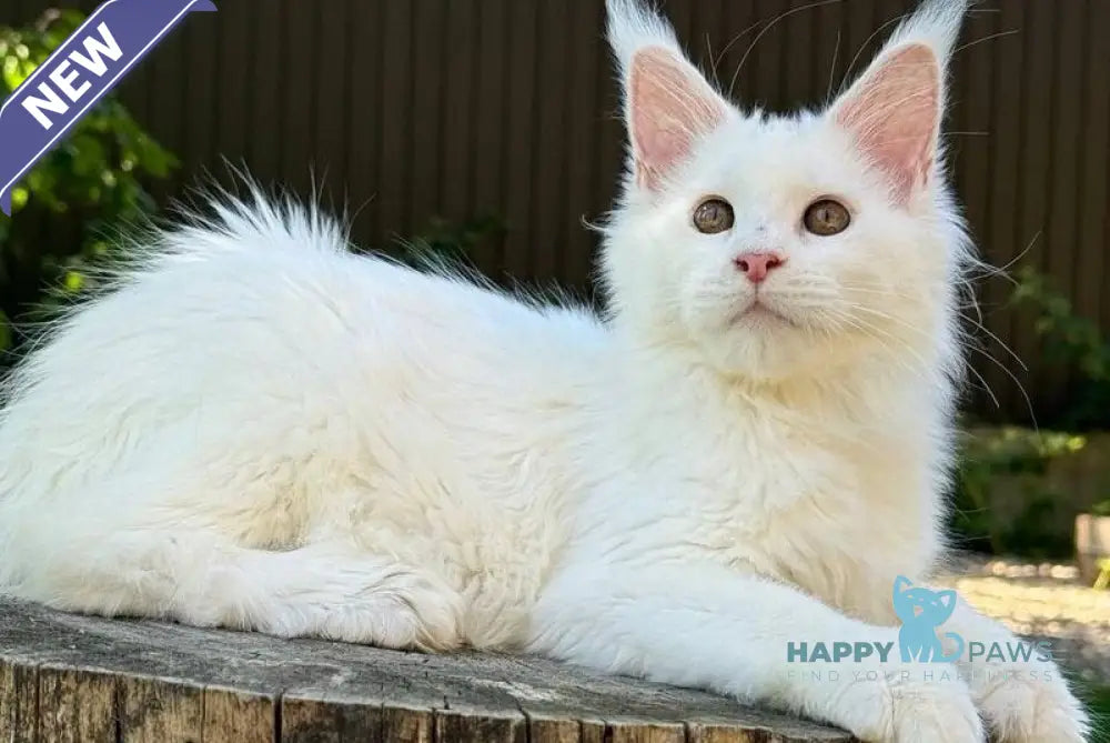 Amina Maine Coon polydactyl female white live animals
