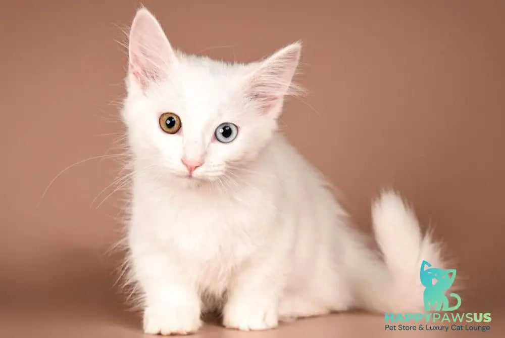 Amina Munchkin female white - live animals