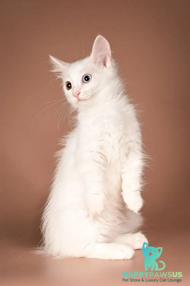 Amina Munchkin female white - live animals