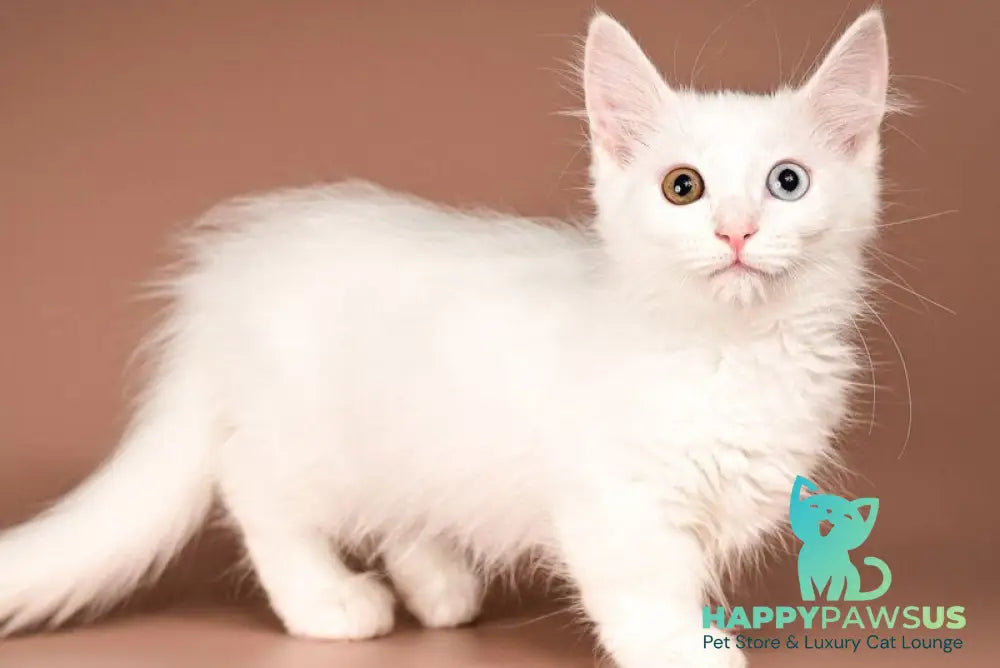 Amina Munchkin female white - live animals