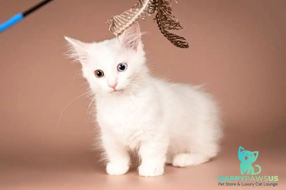 Amina Munchkin female white - live animals