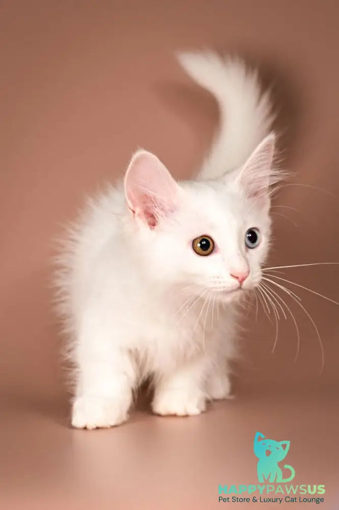 Amina Munchkin female white - live animals