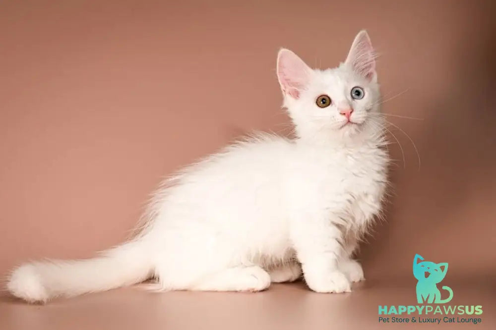 Amina Munchkin female white - live animals