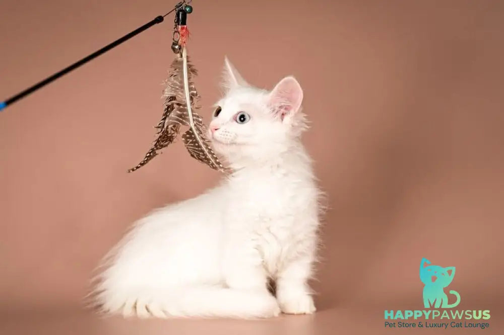 Amina Munchkin female white - live animals