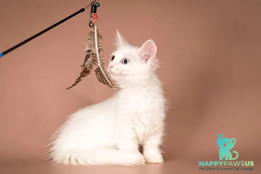 Amina Munchkin female white - live animals