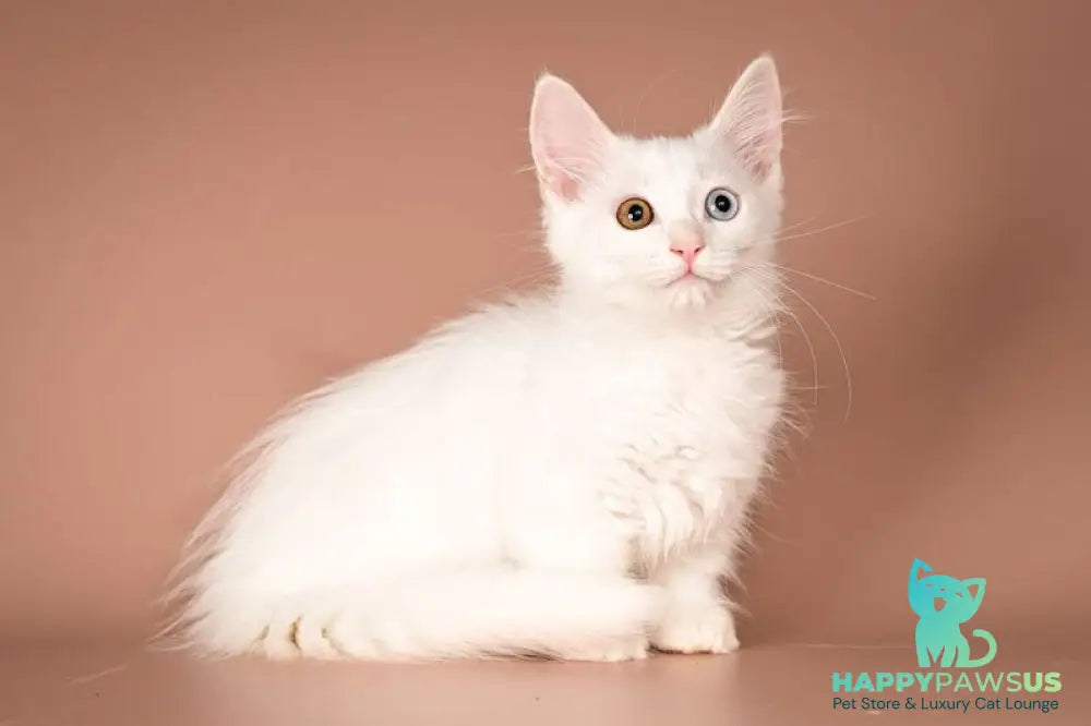 Amina Munchkin female white - live animals