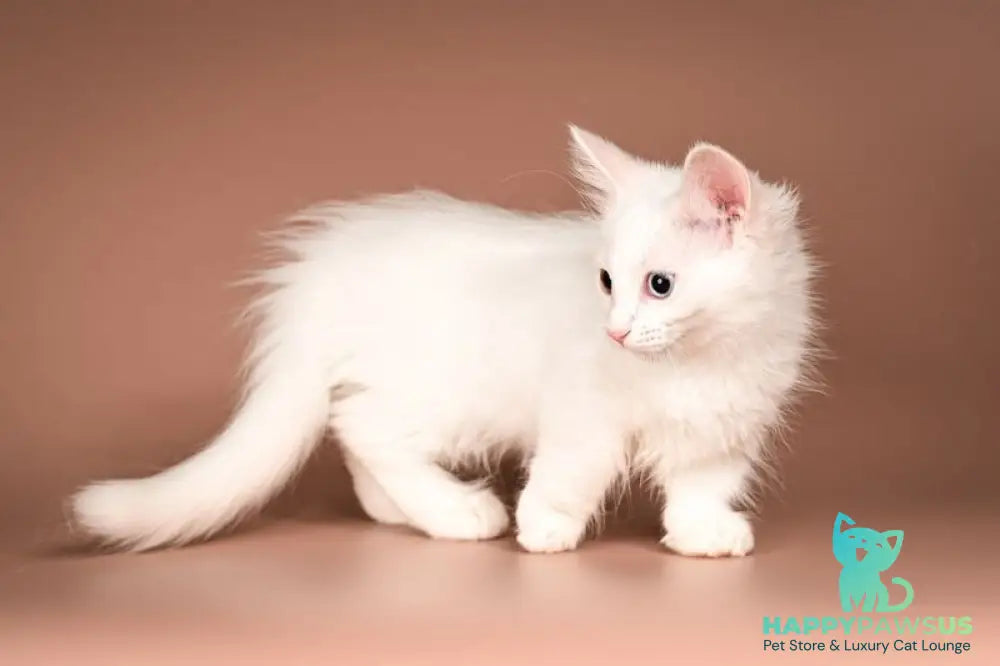 Amina Munchkin female white - live animals