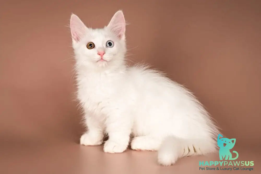 Amina Munchkin female white - live animals