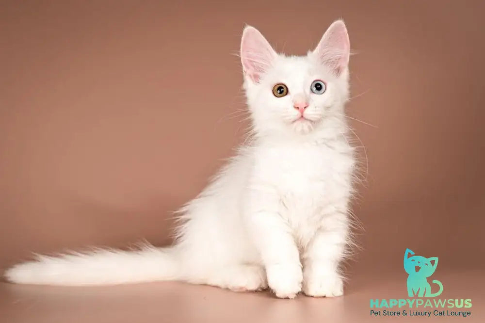 Amina Munchkin female white - live animals