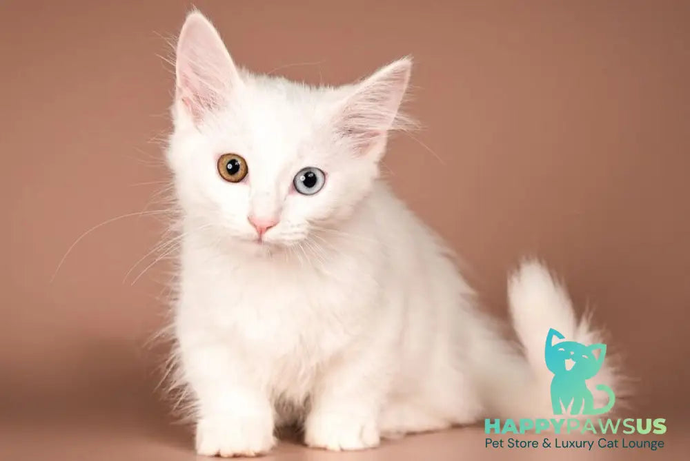 Amina Munchkin female white - live animals
