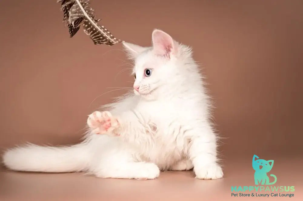 Amina Munchkin female white - live animals