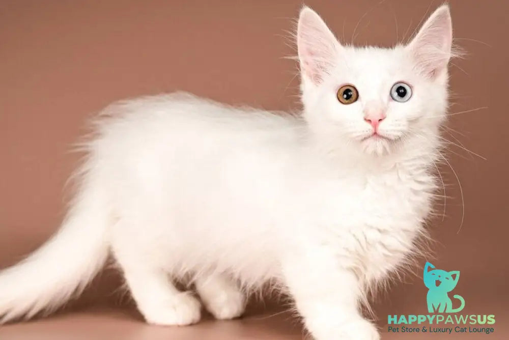 Amina Munchkin female white - live animals