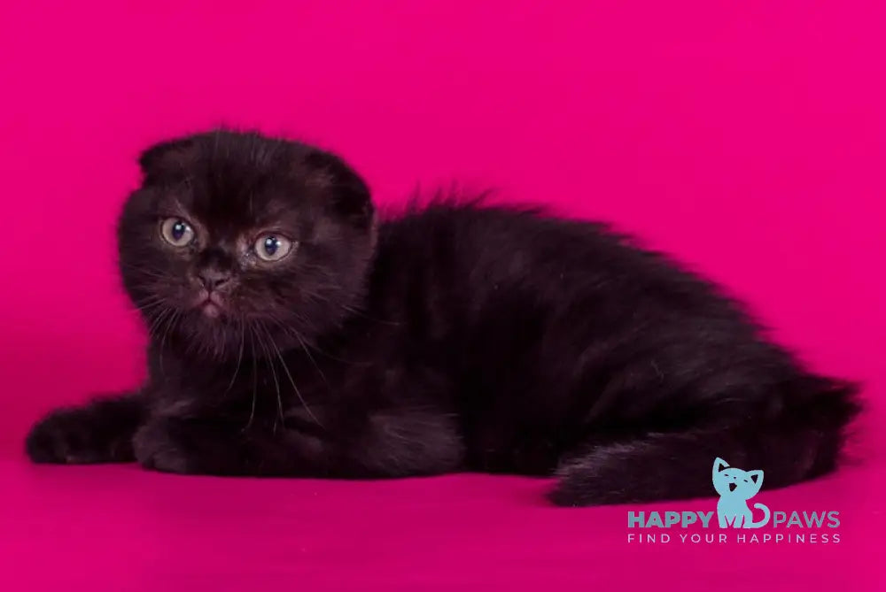 Amina Scottish Fold female black live animals