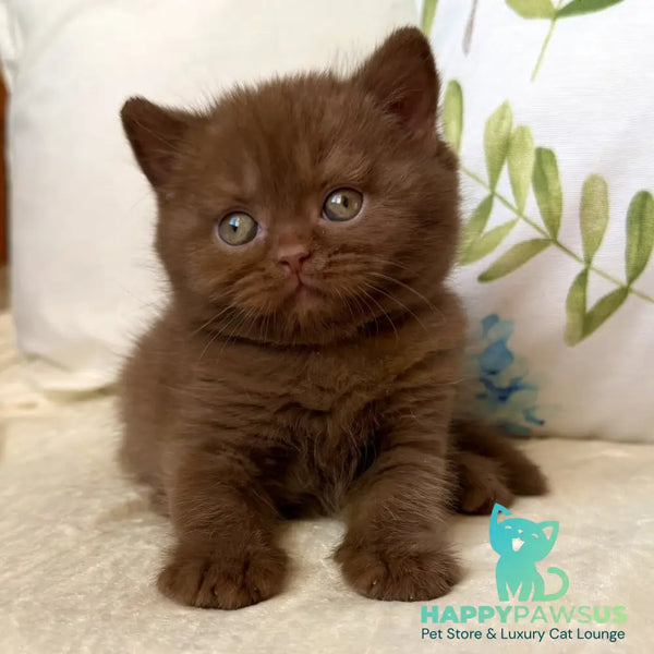 Amir British Shorthair male cinnamon - live animals