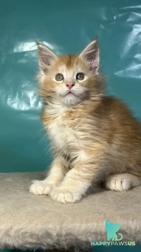 Amir Maine Coon polydactyl male red tabby with white - live animals