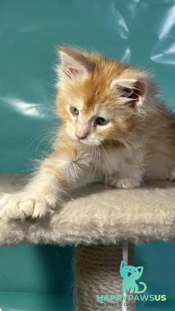 Amir Maine Coon polydactyl male red tabby with white - live animals