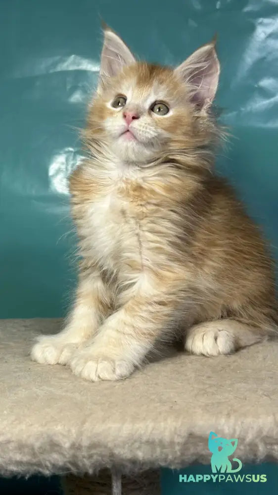 Amir Maine Coon polydactyl male red tabby with white - live animals